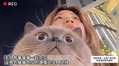 娱乐猫吃瓜,揭秘娱乐圈幕后故事，带你领略八卦魅力