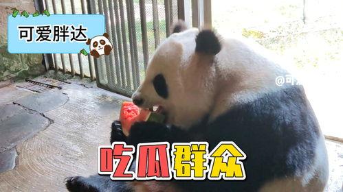 娱乐吃瓜大熊猫,揭秘大熊猫的娱乐生活