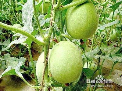 娱乐吃瓜姜,揭秘娱乐圈背后的那些事儿