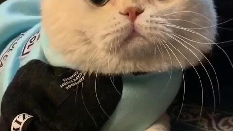 娱乐吃瓜君说刘二豆,娱乐吃瓜君揭秘娱乐圈新宠